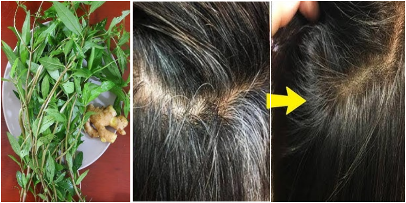 2 cách chữa tóc bạc sớm bằng cây cỏ mực, cần gì thuốc nhuộm tốn kém tóc vẫn đen óng ả