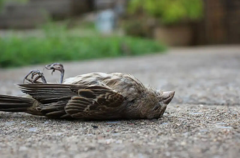 Mơ thấy chim chết trước cửa nhà có ý nghĩa gì? Đánh cái gì cơ?