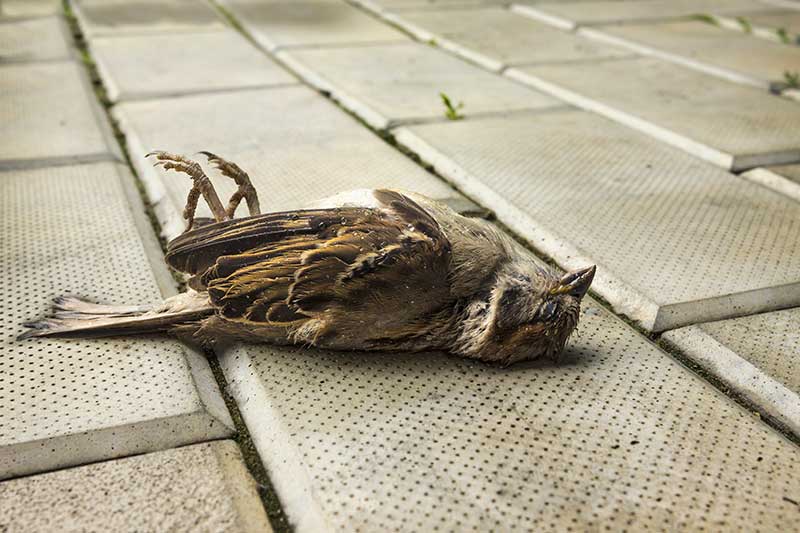 Mơ thấy chim chết trước cửa nhà có ý nghĩa gì? Đánh cái gì cơ?