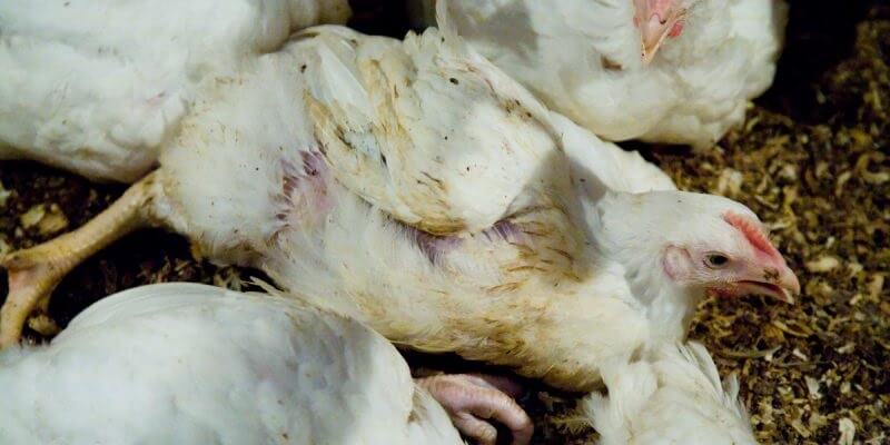 Bệnh Leukosis trên gà gây hại như thế nào trong chăn nuôi? - Tiến Thắng Vet