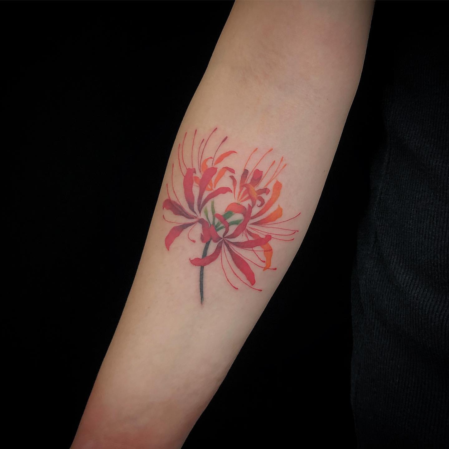 Hình xăm hoa bỉ ngạn nở rộ trên cánh tay