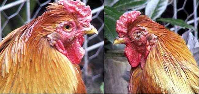 Bệnh máu trắng Leukosis ở gà | Nguyên nhân và tác hại nguy hiểm